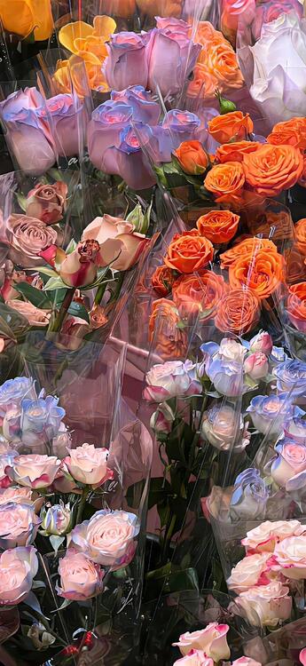 Spring 225449