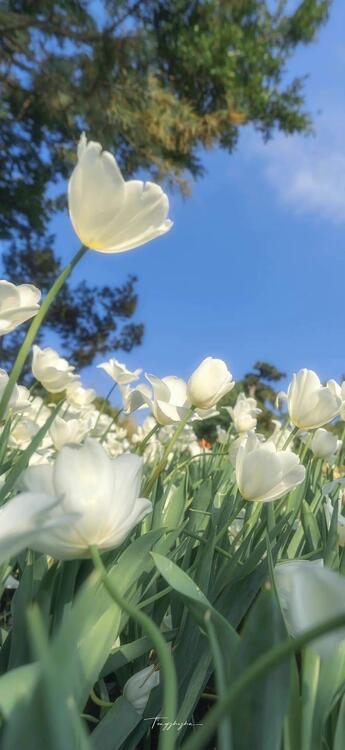 Primavera 190711