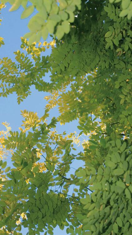 自然