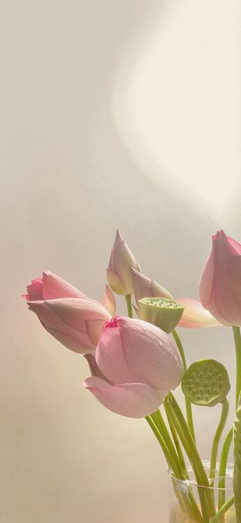 Primavera