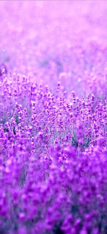 Purple 106225