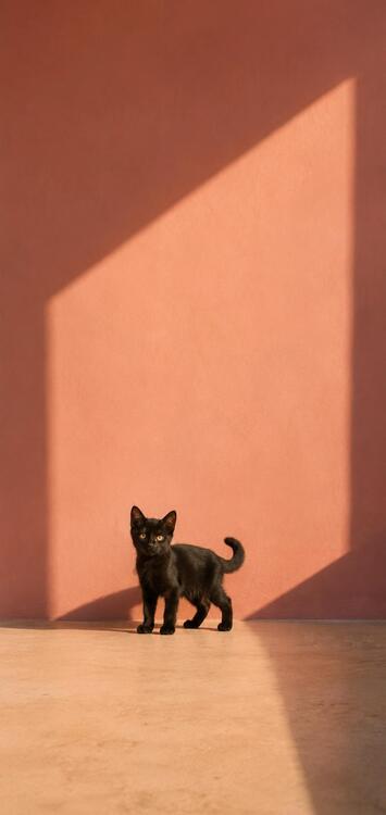 Gato 328922