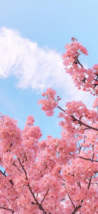 Spring 256005