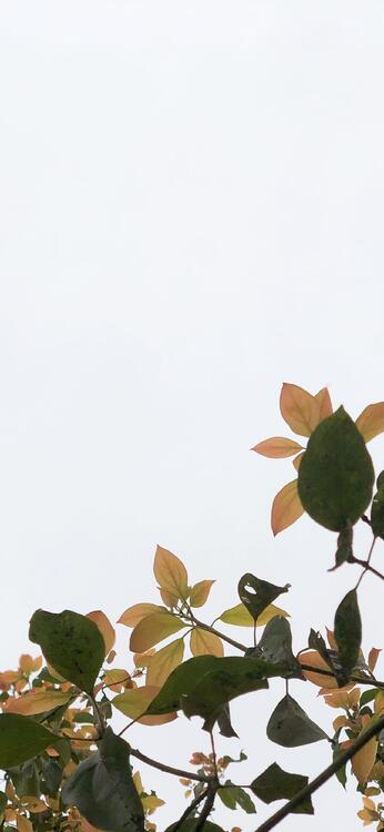 Wallpaper aesthetic wallpapers iPhone