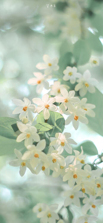 Primavera