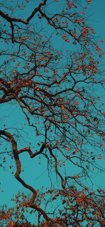 Spring 258924