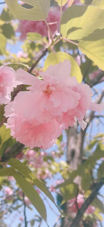 壁紙おしゃれなiPhone壁紙