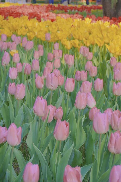Primavera 200981