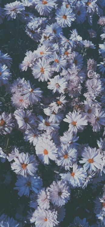 Nature 208656