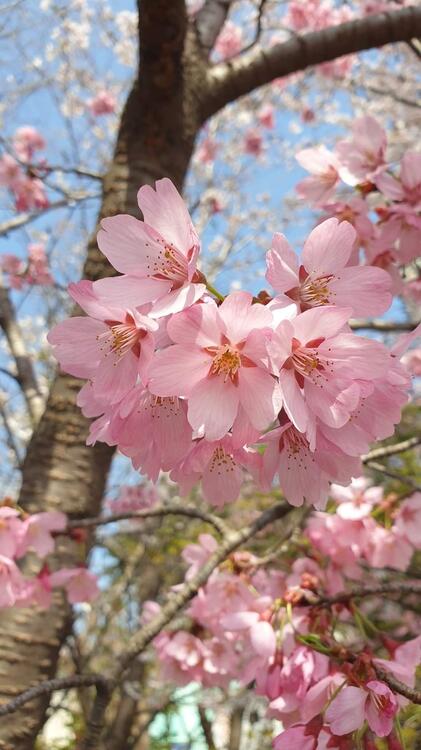 Spring