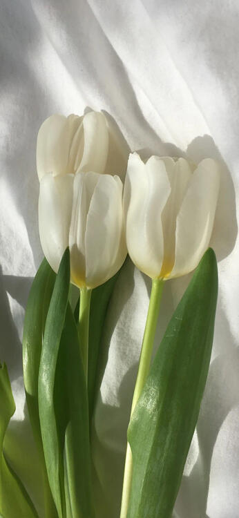 Spring 191276