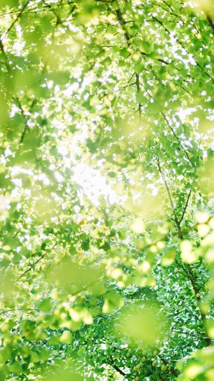 Spring 107649