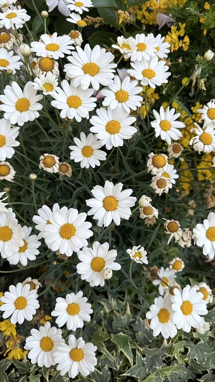 Spring 236859