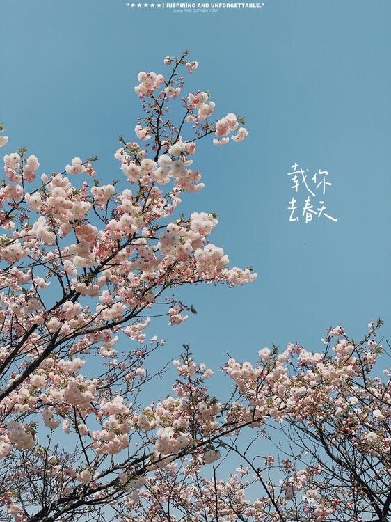 Spring 223142