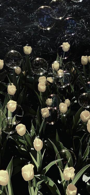 Spring 224572
