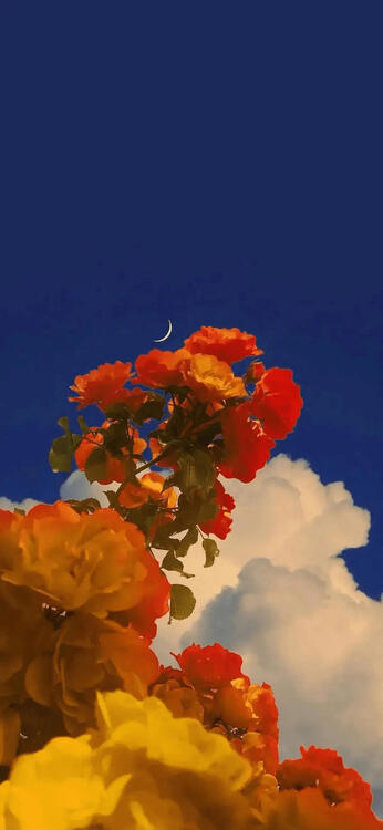 Spring 226790