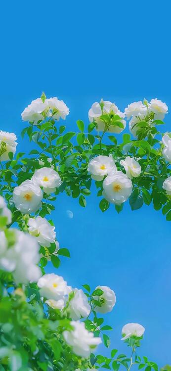 藍色