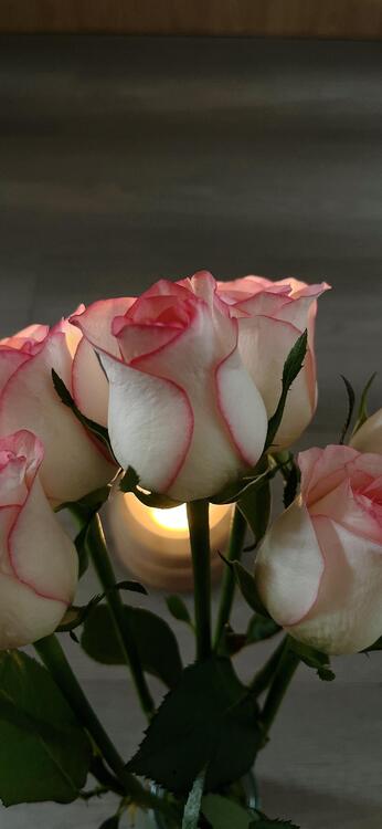 Spring 250636