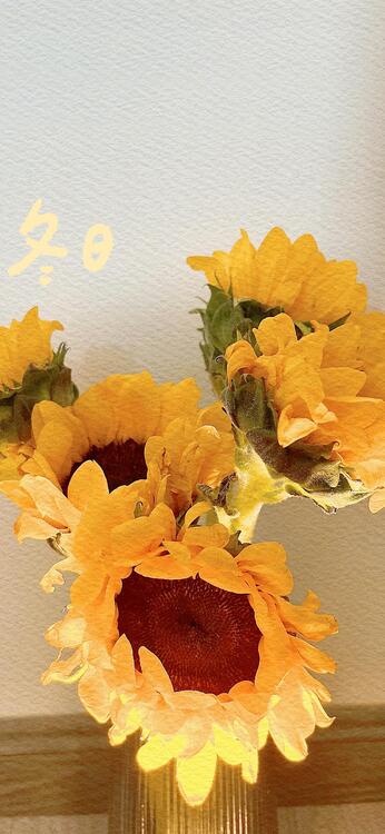 Spring 250634