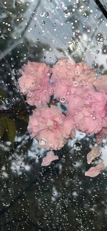 Primavera