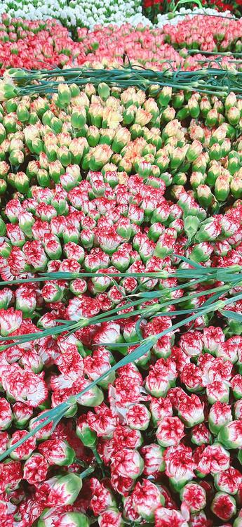 Spring 250631