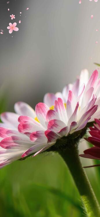 Primavera