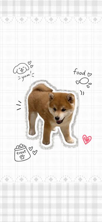 貓咪