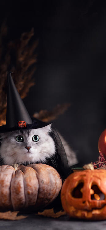 Halloween 306348