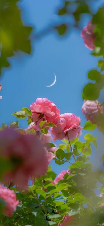 Spring 224576