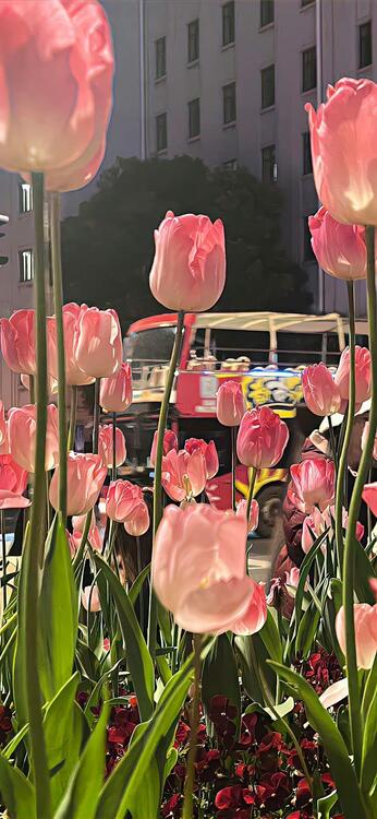 Spring 223646