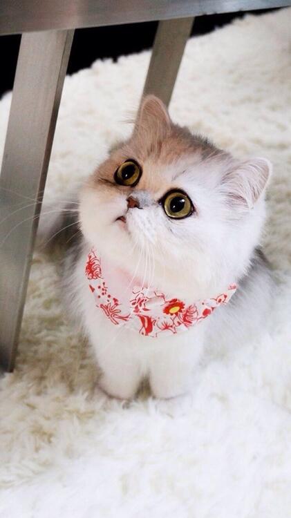 貓咪