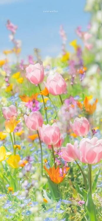 Spring 221709
