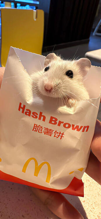 貓咪