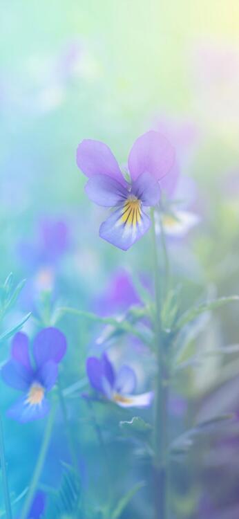 Spring 108285
