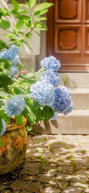 Primavera 188533
