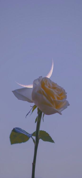 Spring 224658