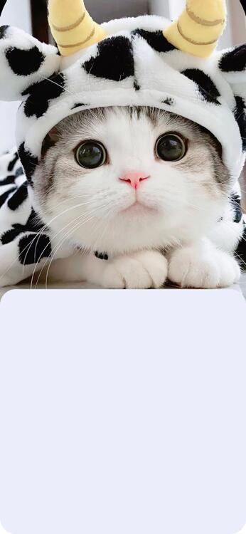 Fondo fondos estéticos para iPhone