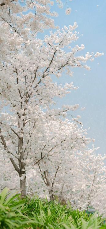 Spring 224634
