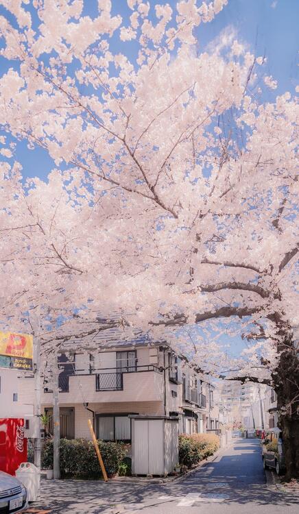 Primavera
