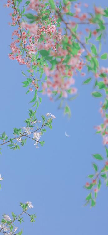 桌布精美iPhone桌布