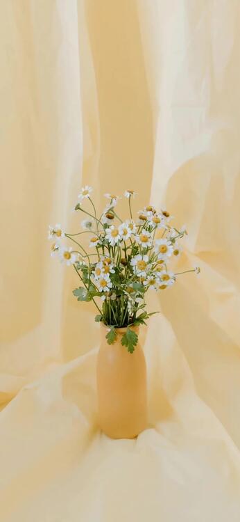 Primavera 177565