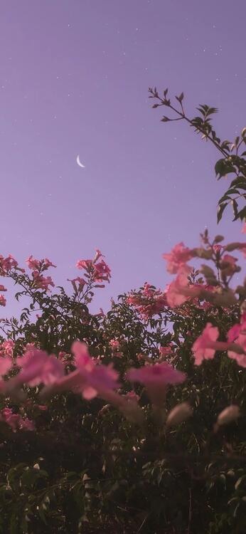 Spring 104481