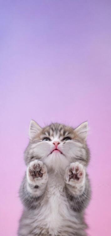 Gato 328896