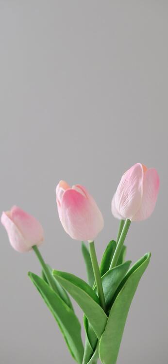 Spring 221791