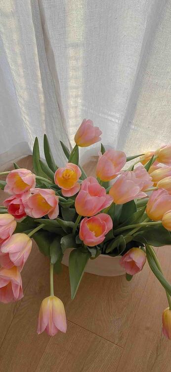 Primavera 221876