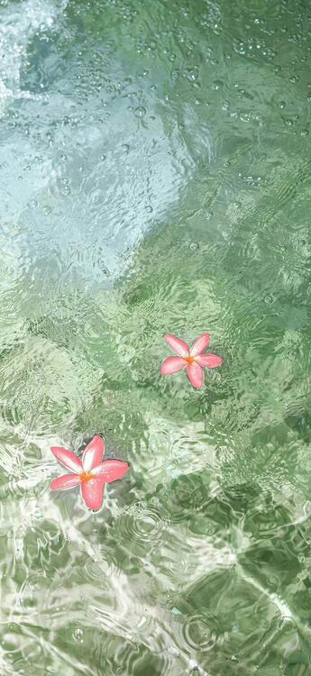 Spring 265975