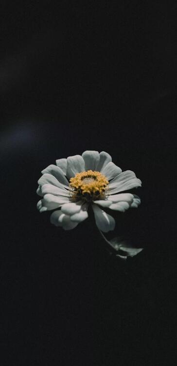 Wallpaper aesthetic wallpapers iPhone