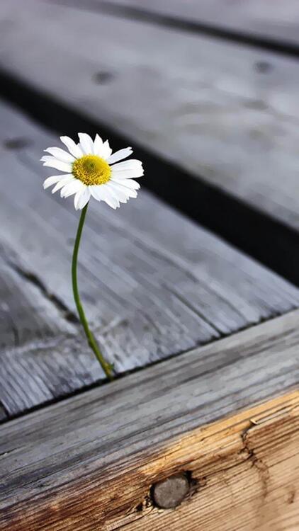 Spring 106953