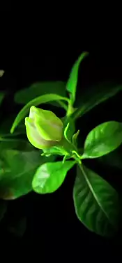 Naturaleza 101350