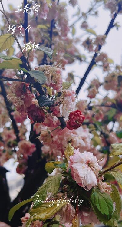Spring 191315